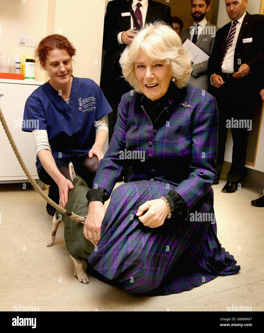 The Duchess of Cornwall, patron of the Royal Veterinary College Animal Care Trust (ACT), meets a dog called Kinggy Leung who recently recieved a blood donation, during a visit to the Queen Mother Hospital for Small Animals to celebrate its 30th anniversary, during which she saw how ACT funds are helping to support state of the art care. Stock Photo
