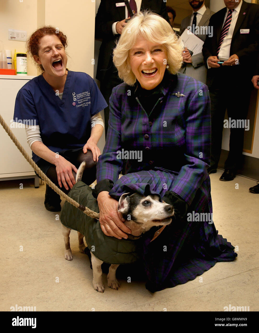 The Duchess of Cornwall, patron of the Royal Veterinary College Animal Care Trust (ACT), meets a dog called Kinggy Leung who recently recieved a blood donation, during a visit to the Queen Mother Hospital for Small Animals to celebrate its 30th anniversary, during which she saw how ACT funds are helping to support state of the art care. Stock Photo