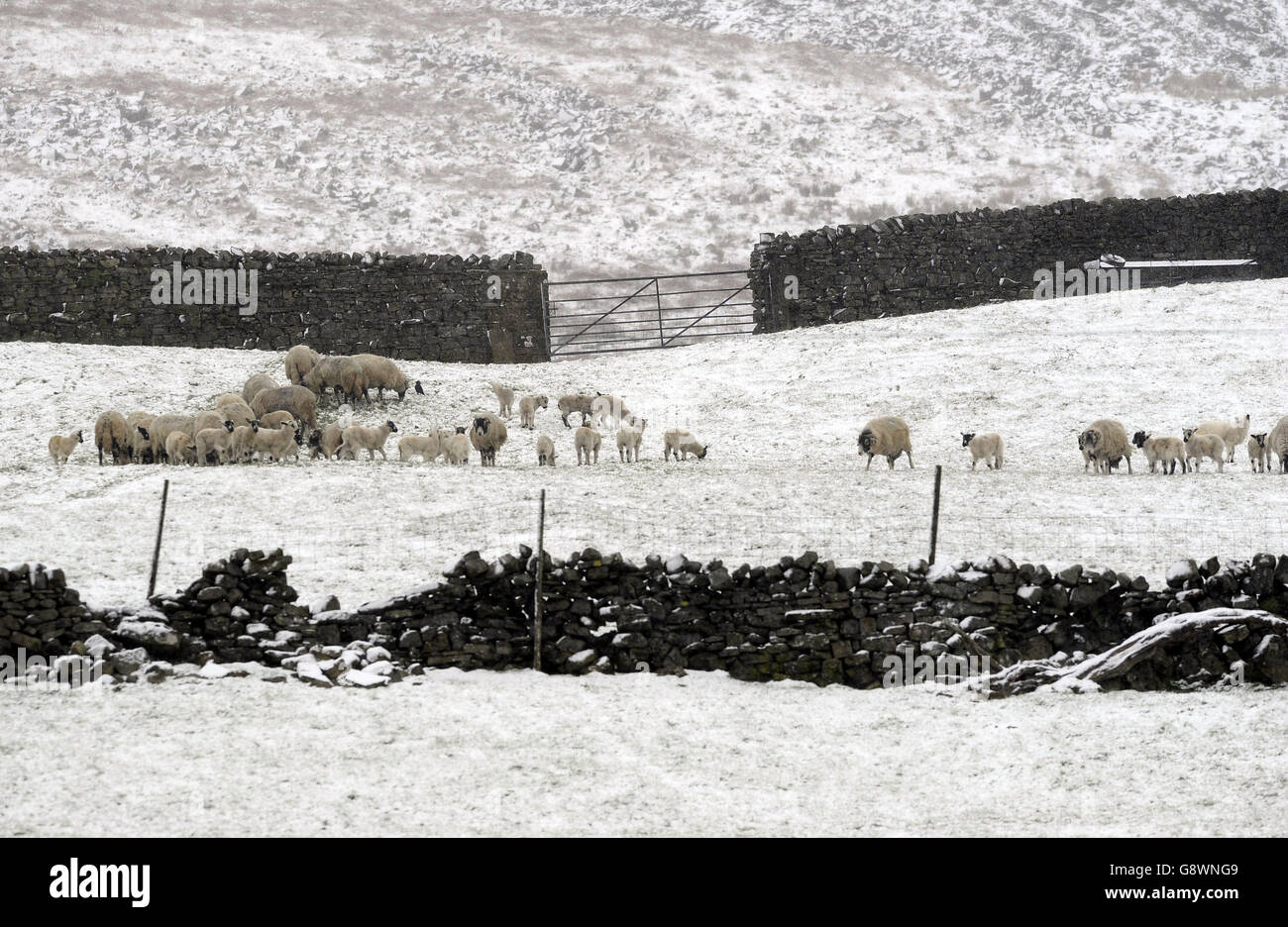 Winter returns to the Yorkshire Dales as the May Bank Holiday gets off to a cold start as this group of lambs look for shelter in fields near Hawes. Stock Photo