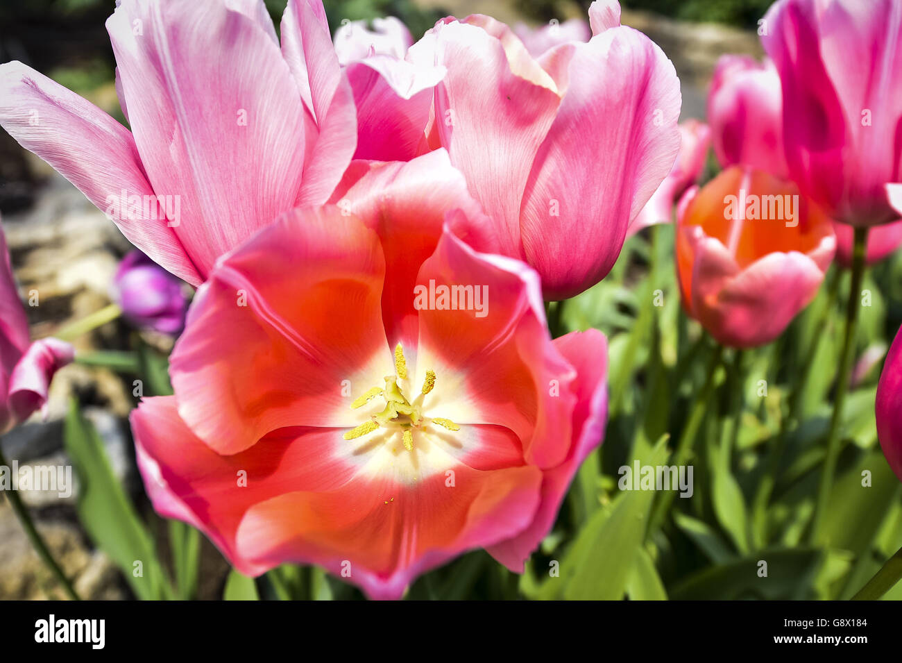 Pink tulips in bloom at the Eden Project in Cornwall, where spring is helped along by the huge biomes creating a Mediterranean-style climate, giving spring flowers even more impact and vibrancy. Stock Photo