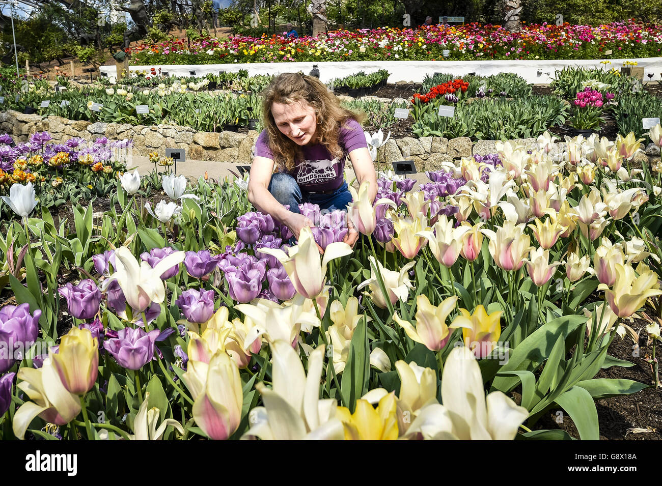 Catherine Cutler, Mediterranean Biome Supervisor at the Eden Project in Cornwall, tends to tulips in bloom. Spring is helped along by the garden's huge biomes creating a Mediterranean-style climate, giving spring flowers even more impact and vibrancy. Stock Photo
