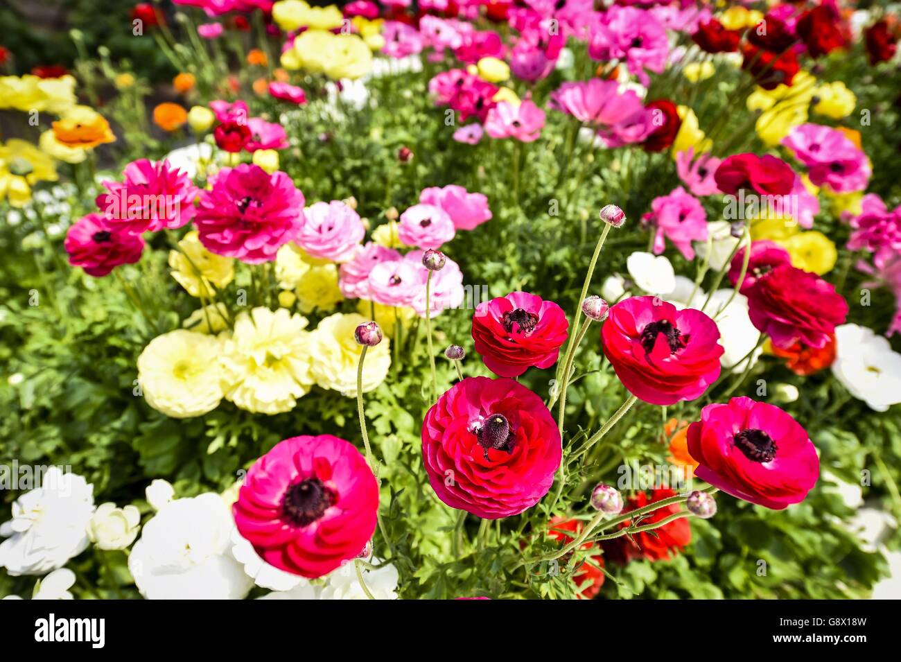 Persian Buttercups in full bloom at the Eden Project in Cornwall, where spring is helped along by the huge biomes creating a Mediterranean-style climate, giving spring flowers even more impact and vibrancy, especially the Buttercups, which are usually found in the eastern Mediterranean and south west Asia. Stock Photo