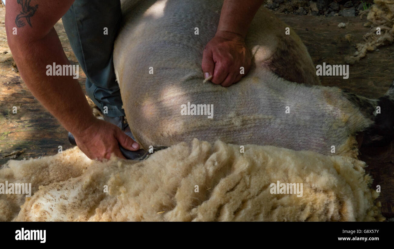 sheep shearing being done by local farmer Stock Photo - Alamy