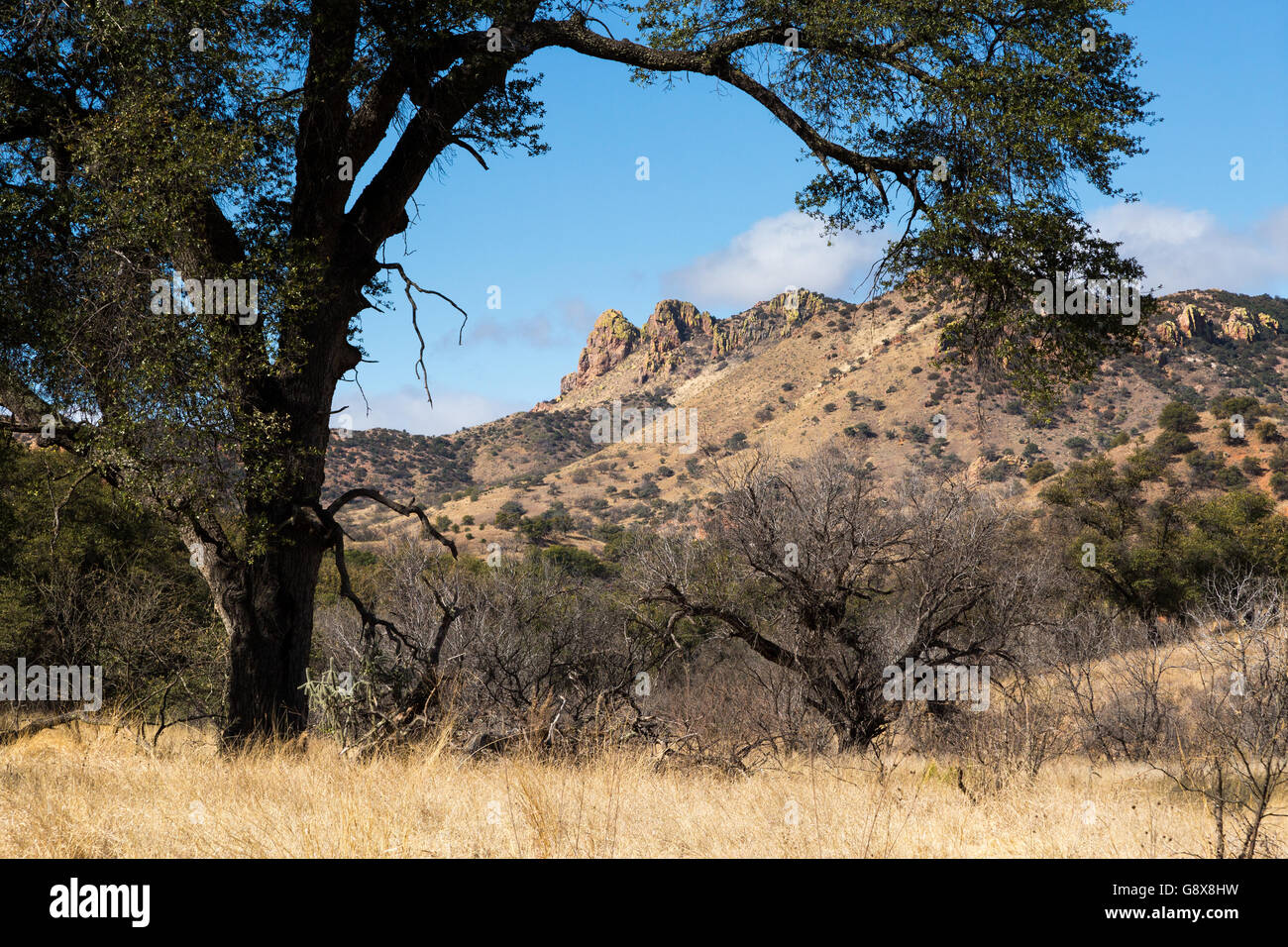 A large oak tree's branches framing large high desert grassland hills in the Canelo Hills. Coronado National Forest, Arizona Stock Photo