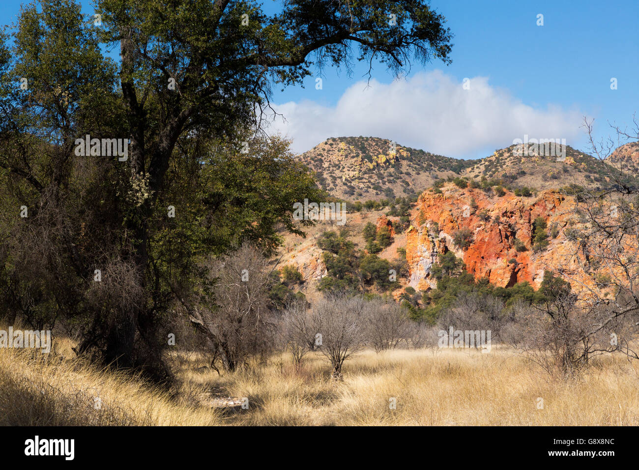 Mesquite Tree Arizona High Resolution Stock Photography and Images Alamy
