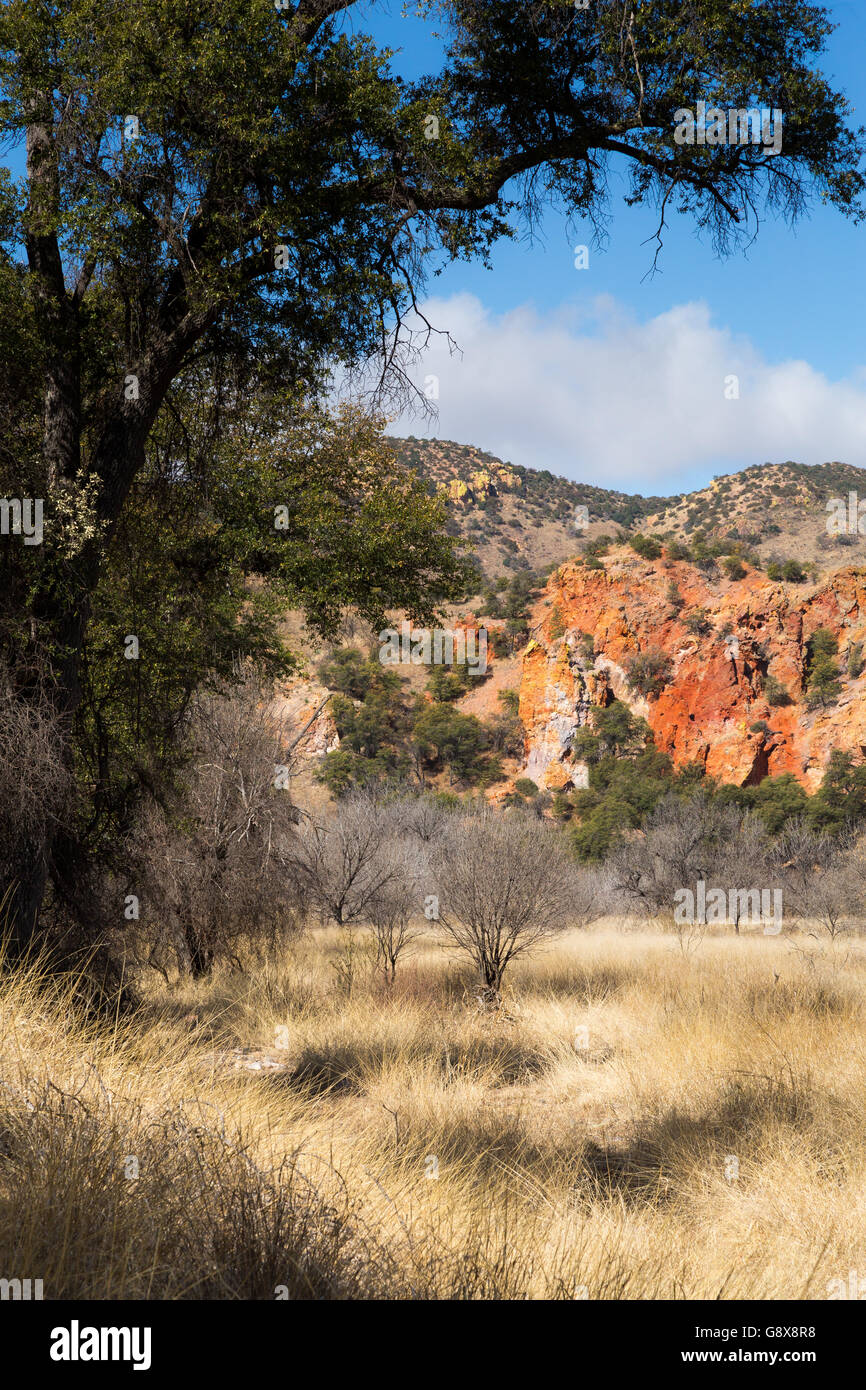 Oak tree branches arching over Red Bank Canyon in the high desert of
