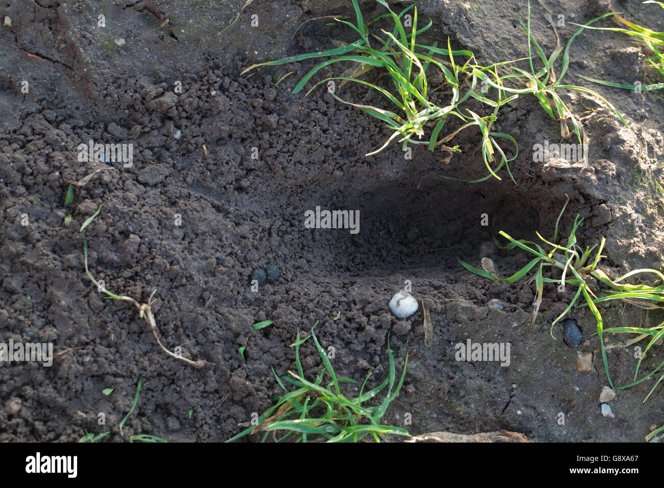 Damage by Rabbit (Oryctolagus cuniculus),  to cereal crop. Shallow hole dug to gain access to growing roots of wheat. Stock Photo