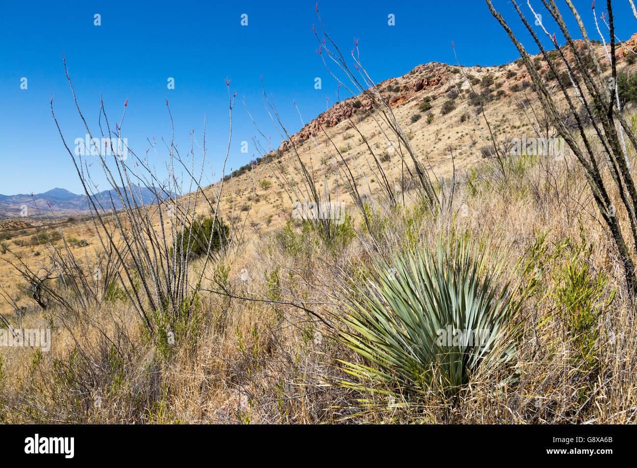 Ocotillo growing with yucca plants and juniper trees in the western