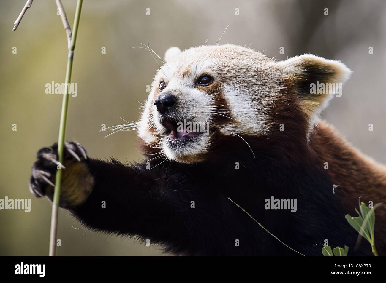 A red panda feeds on bamboo in the sunshine at Bristol Zoo Gardens. Stock Photo