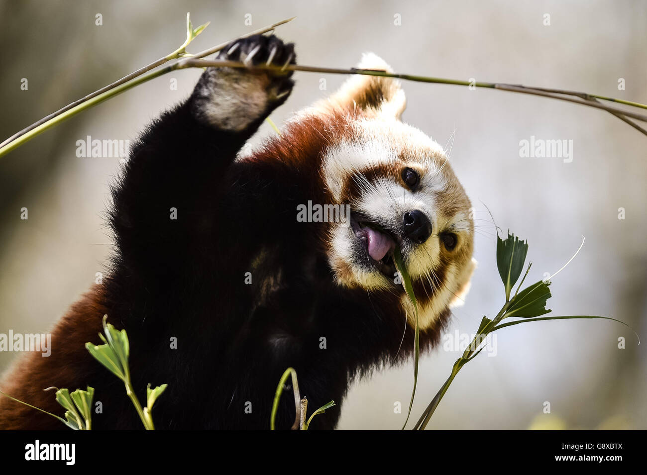 Animals at Bristol Zoo. A red panda feeds on bamboo in the sunshine at Bristol Zoo Gardens. Stock Photo