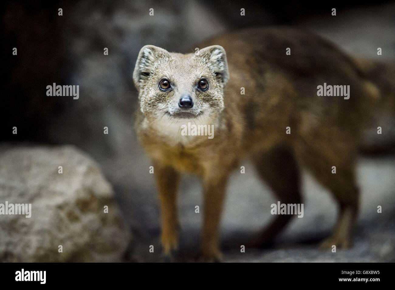 Animals at Bristol Zoo Stock Photo Alamy
