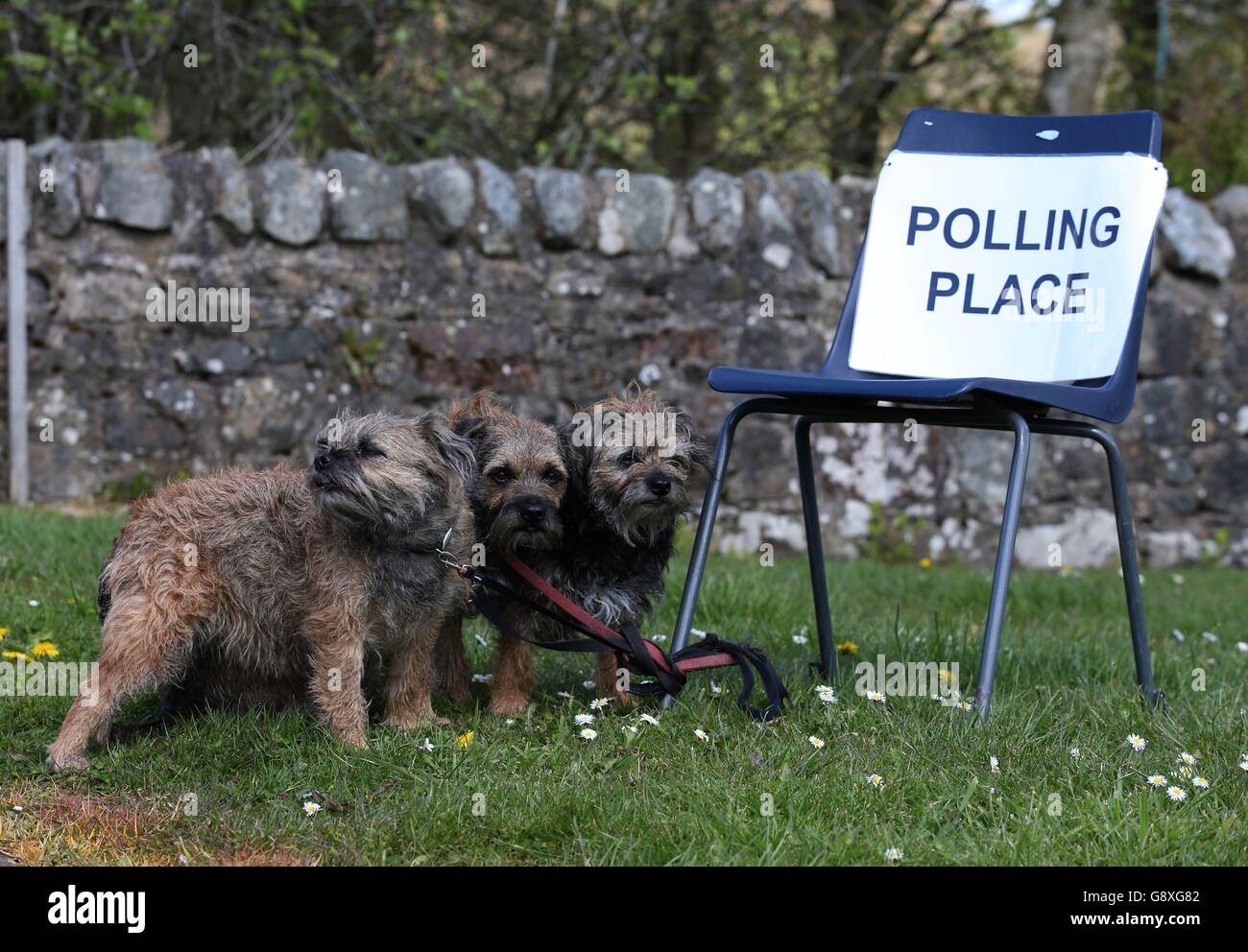 Yorkshire Terriers outside Fankerton Hut polling station in central Scotland as voting continues in the Scottish parliamentary elections. Stock Photo