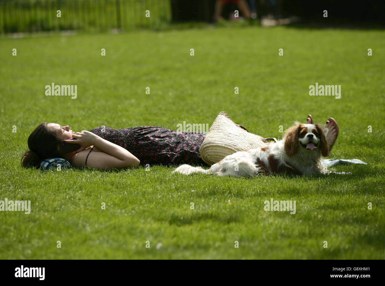 A sunbather and her dog enjoying the hot weather in Hyde Park, London. Stock Photo