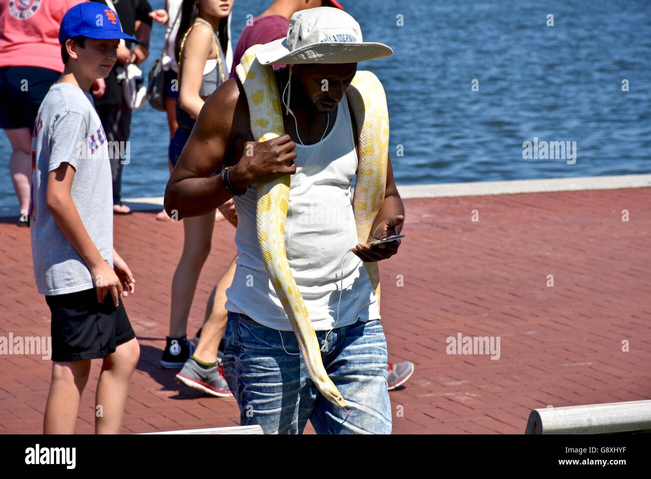 Large yellow snake python hi-res stock photography and images - Alamy