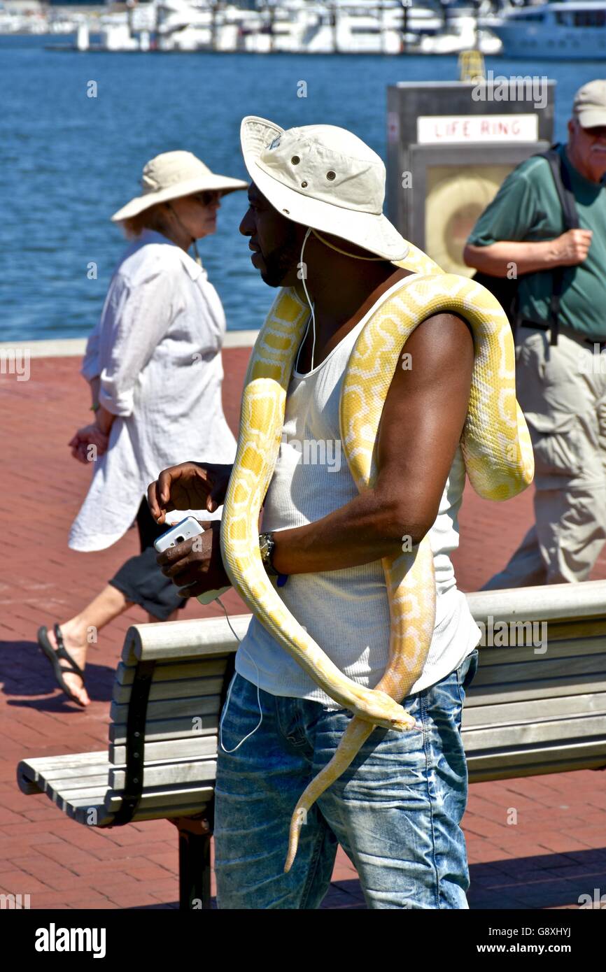 A man with a large python over his shoulders walking around the ...