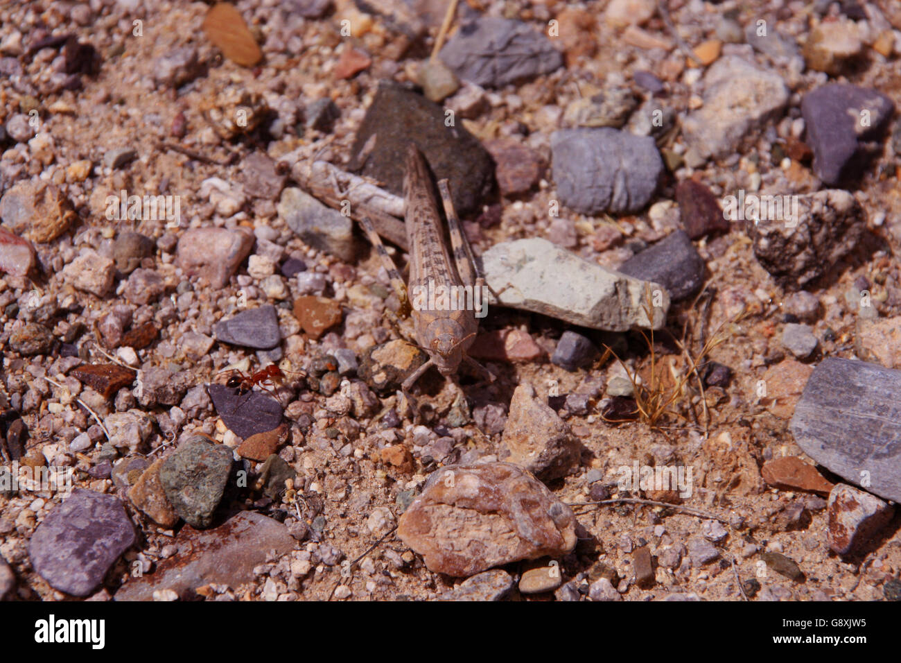 Brown Grasshopper Stock Photo