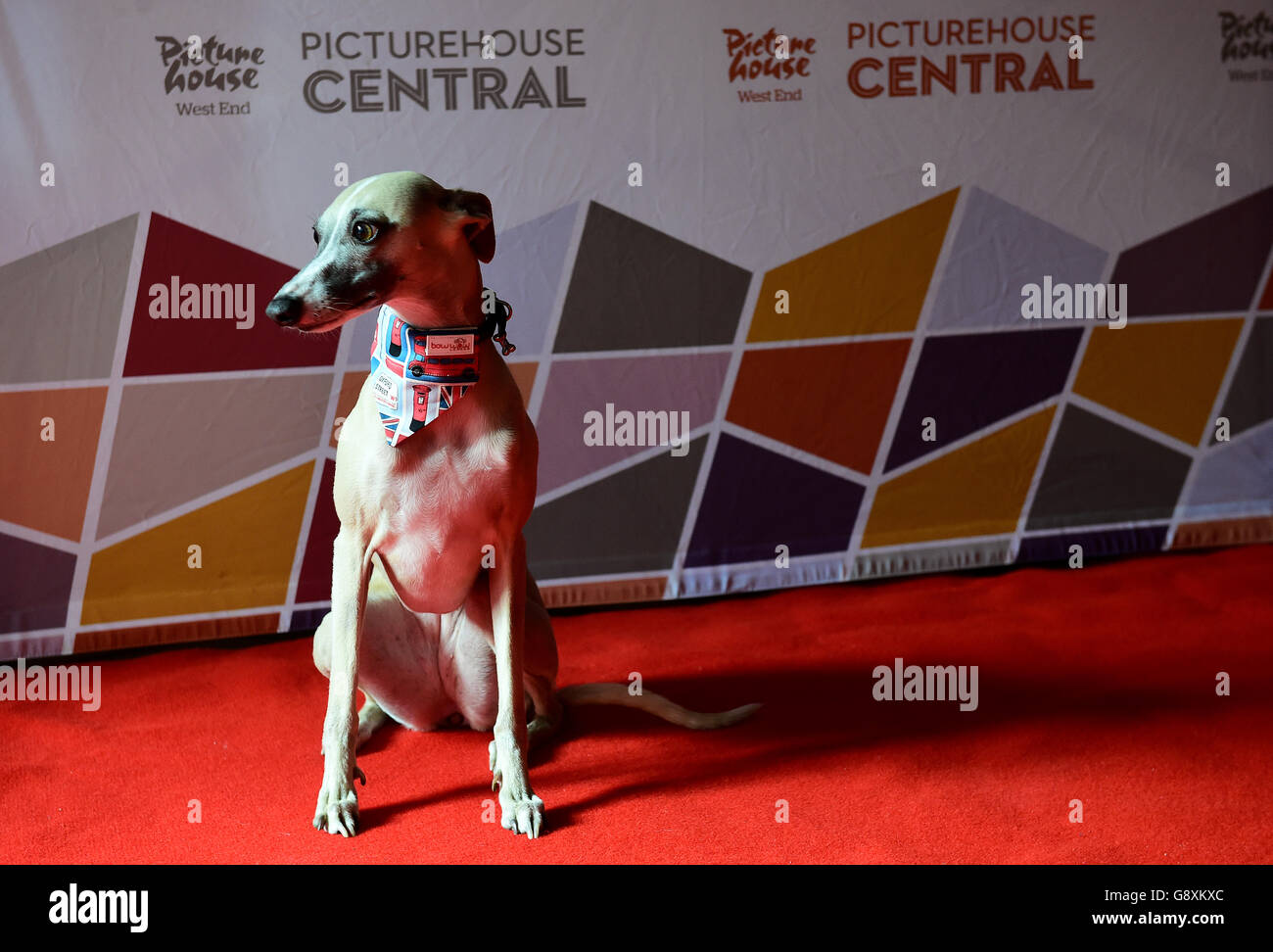 Twiggy the dog attends a special screening of Laurie Anderson's film Heart of a Dog, at Picturehouse Central in London. Stock Photo
