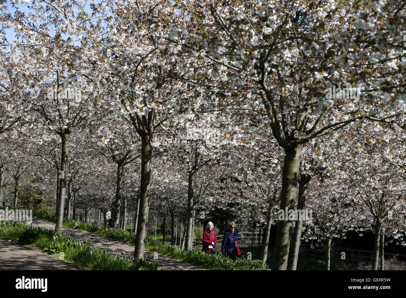 People walk under the Cherry Trees at Alnwick Garden in Northumberland, as the blossom fully blooms after last weeks snow. Stock Photo