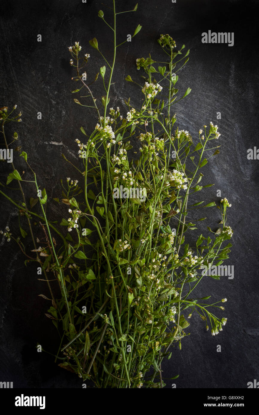 Wild herbs on slate board. Top view Stock Photo