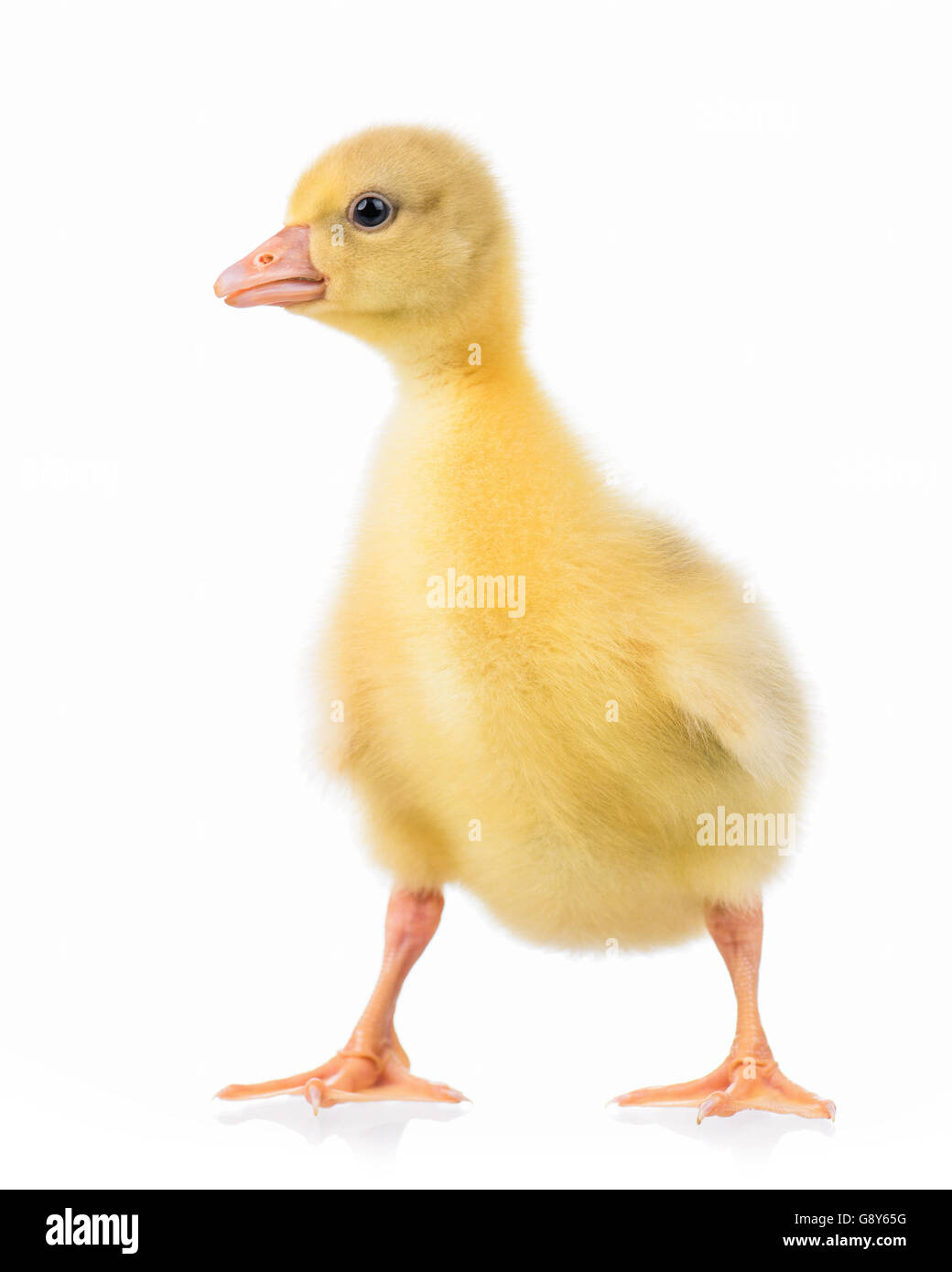 Cute little gosling Stock Photo