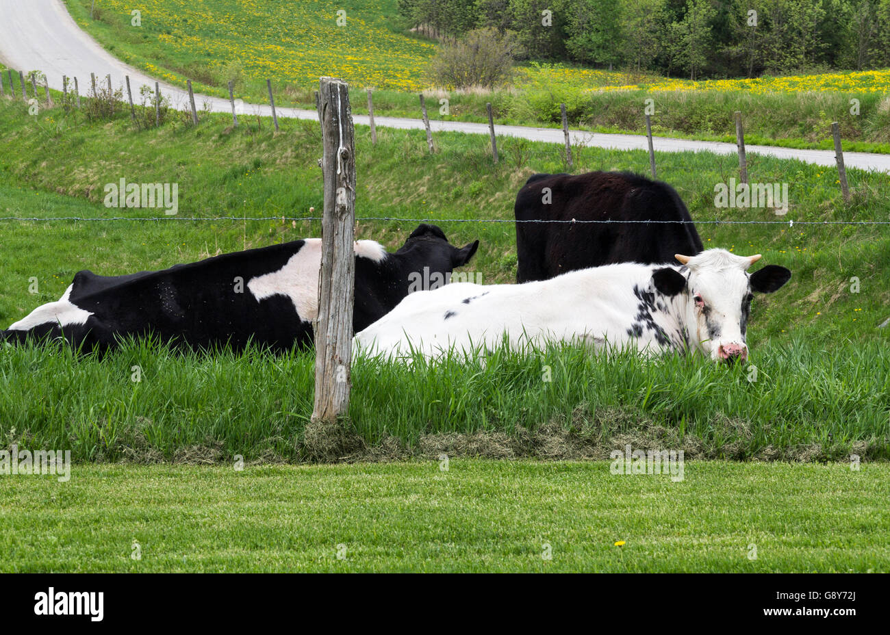 Holstein breed cattle lying in the pasture. They are known as the world's highest-production dairy animals. Stock Photo