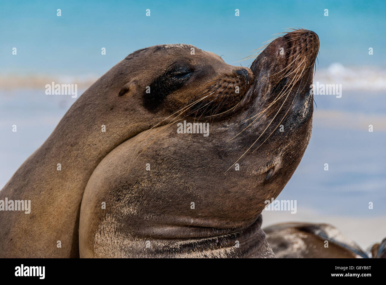 Relaxing on the beach, a pair of Galapagos Sea Lions share a tender yin/yang moment supporting each other on Sante Fe Island, Ga Stock Photo