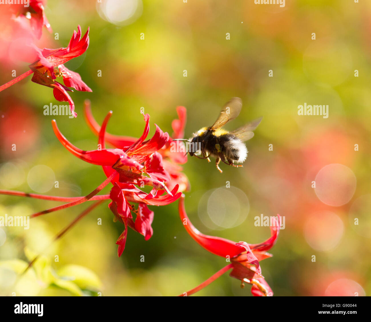 Stirlingshire, Scotland, UK - 1 July 2016: UK weather - a bumblebee collecting nectar and pollen from a flame flower (Tropaeolum speciosum) in a Stirlingshire garden on a day of sunshine and showers Credit:  Kay Roxby/Alamy Live News Stock Photo