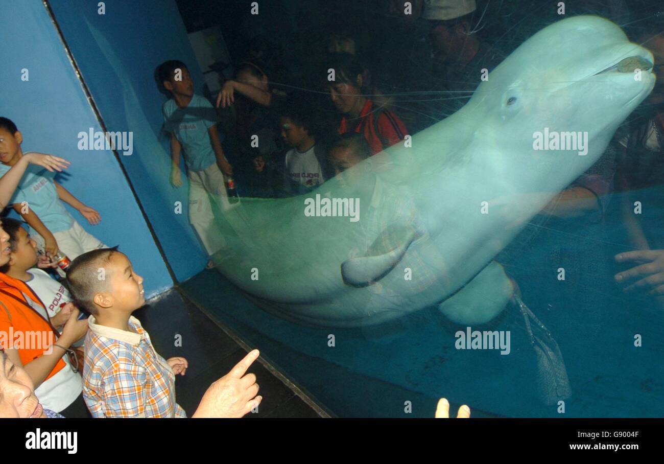 Stranded baby beluga dies in Alaska - The San Diego Union-Tribune