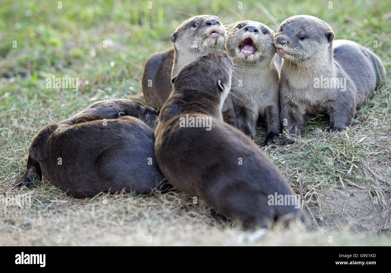 Singapore. 1st July, 2016.  pups of a wild otter family called 'Bishan10' at Singapore's Tanjong Rhu area. The size of this wild otter family has enlarged from only two otters spotted for the first time in Singapore's central area Bishan Park in 2014 to ten otters till now. As a result, Singapore's otter enthusiasts nicknamed them as 'Bishan10'. Within these 2 years, there is an increase in sightings of different otter families in many places of Singapore. Credit:  Xinhua/Alamy Live News Stock Photo