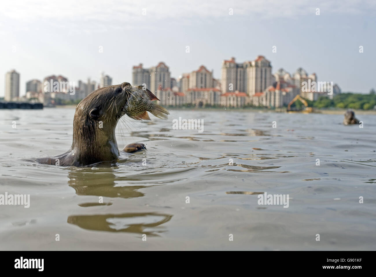 Singapore. 1st July, 2016. Photo taken on July 1, 2016 shows a member of a wild otter family called 'Bishan10' in Singapore's Kallang Basin area. The size of this wild otter family has enlarged from only two otters spotted for the first time in Singapore's central area Bishan Park in 2014 to ten otters till now. As a result, Singapore's otter enthusiasts nicknamed them as 'Bishan10'. Within these 2 years, there is an increase in sightings of different otter families in many places of Singapore. Credit:  Xinhua/Alamy Live News Stock Photo