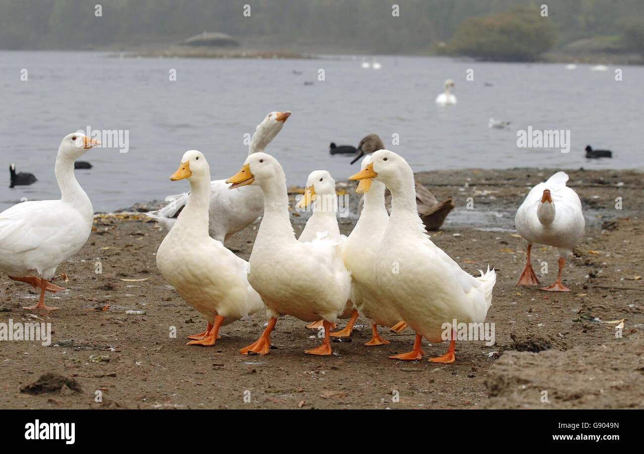 A gaggle of geese at Fairburn Ings near Leeds, Monday October 17, 2005. With the threat of a spread of Avian flu into the UK organisations like the RSPB and other wildlife agencies have instigated a surveillance and monitoring Programme for migratory and wild birds at sites across the UK on behalf of DEFRA. The RSPB has asked birdwatchers at sites like Fairburn Ings, which attracts many migratory birds, to report any suspicious cases of large scale mortality or sickness among the wild birds. It was announced today that a team of British experts are travelling to south east Asia to investigate Stock Photo