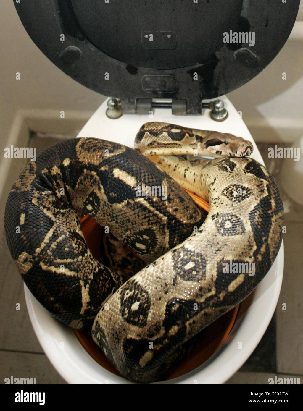 100+ Toilet Snake Stock Photos, Pictures & Royalty-Free Images