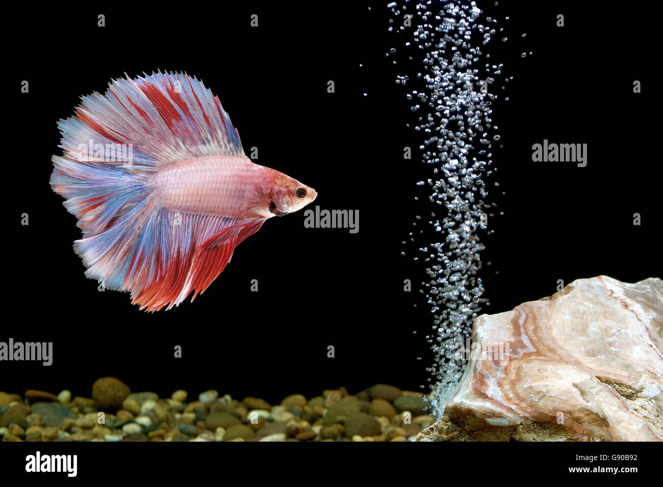 betta fish, siamese fighting fish in fishbowl Stock Photo