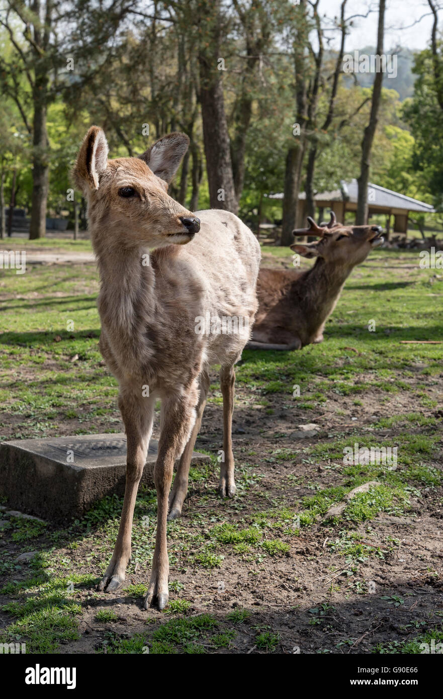 Tame spotted (sika) deer in Nara Park, Japan Stock Photo