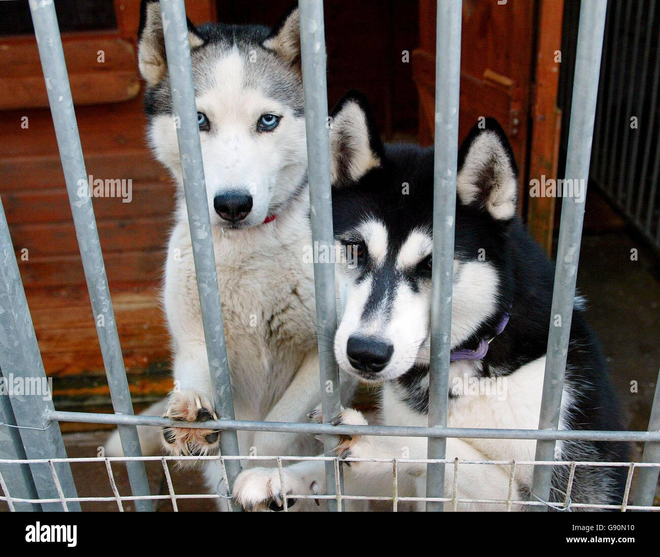 At the howling dog kennels in hythe near southampton hires stock