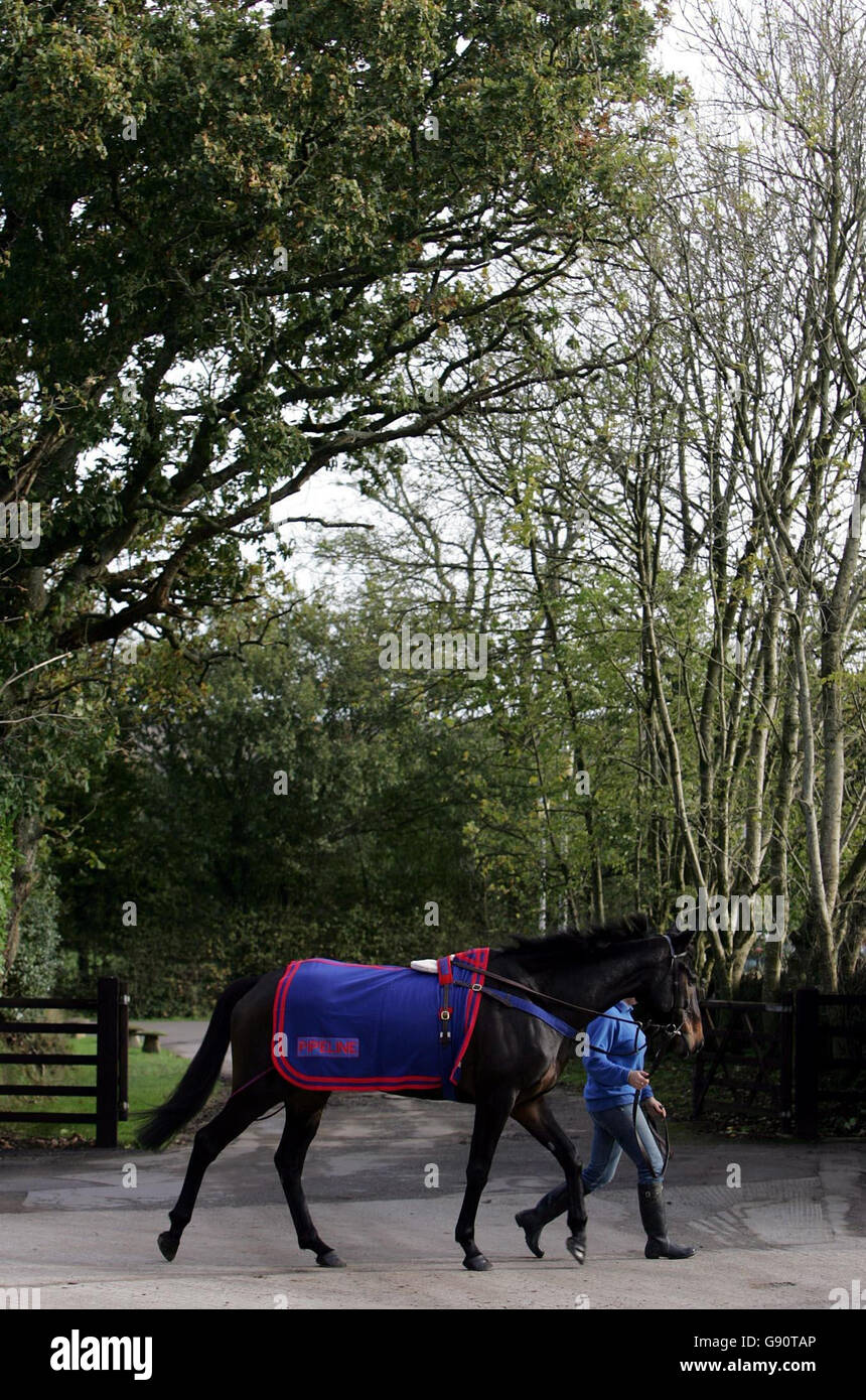 Celestial Gold at the Pond House Stables during Martin Pipe's open day at Wellington, Somerset, Monday November 7, 2005. PRESS ASSOCIATION Photo. Photo credit should read: David Davies/PA. Stock Photo