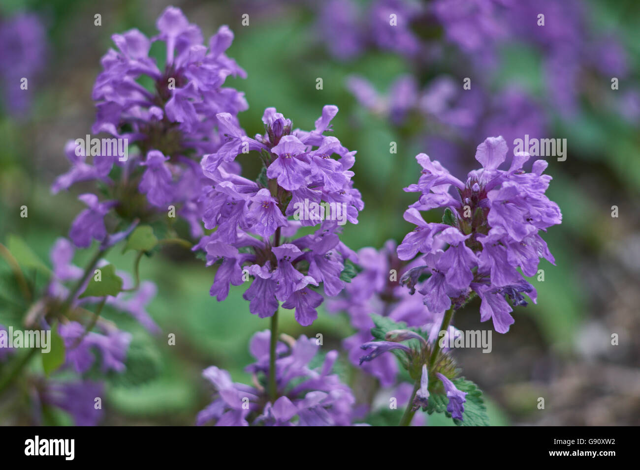 Big betony Stachys grandiflora superba purple blooming Stock Photo