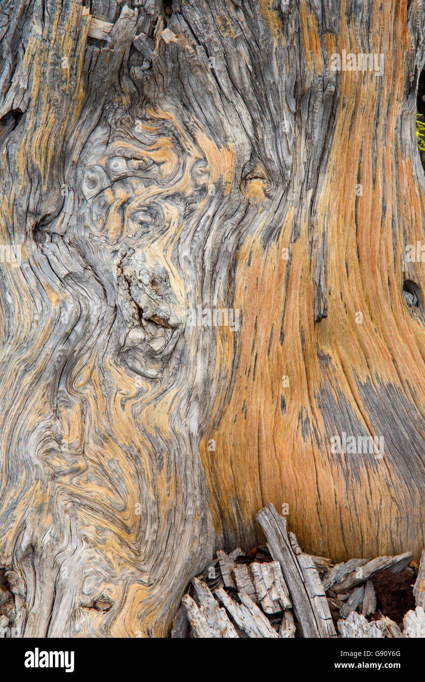 Log along Lava Cast Forest Trail, Newberry National Volcanic Monument, Oregon Stock Photo