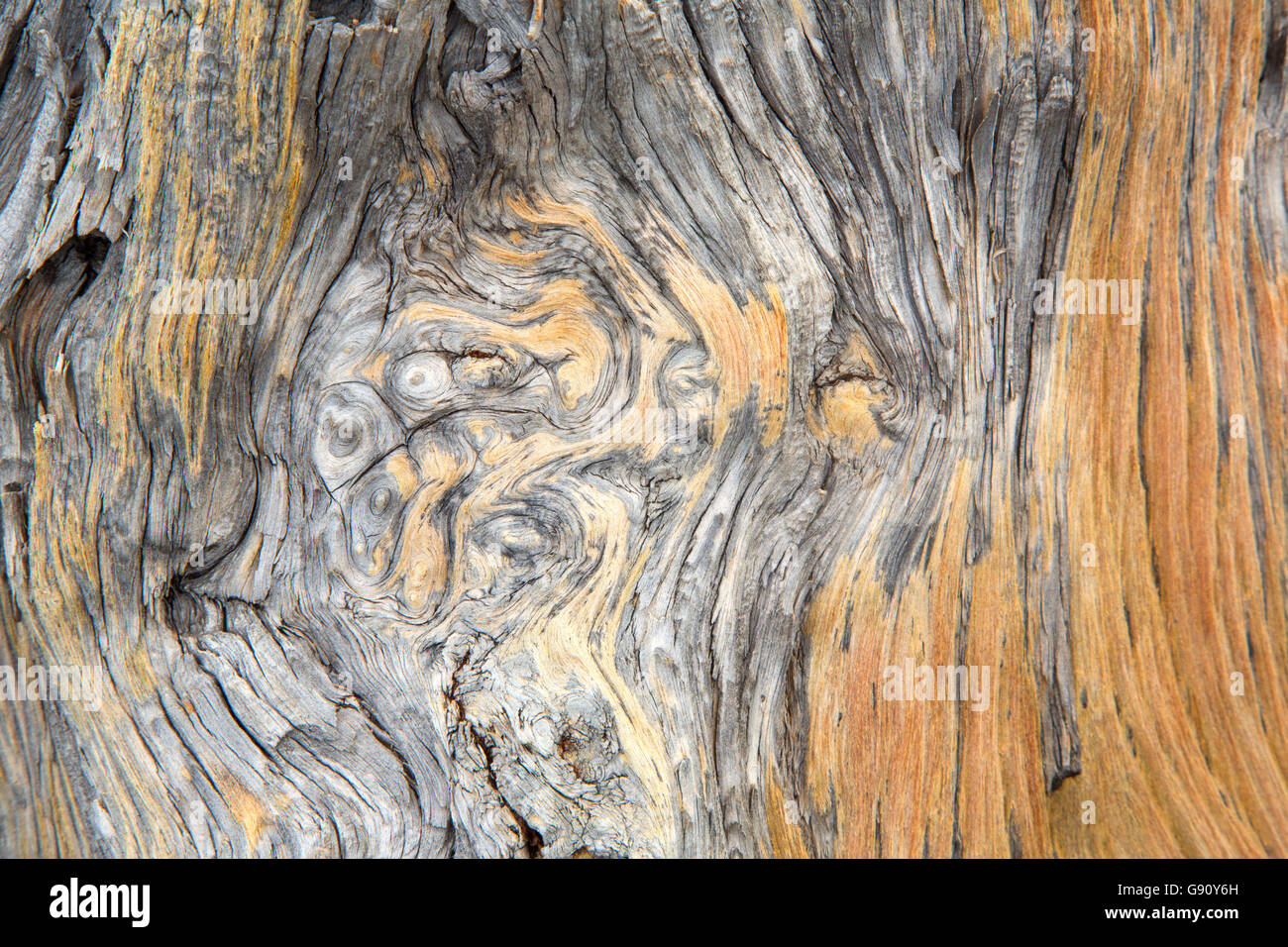 Log along Lava Cast Forest Trail, Newberry National Volcanic Monument, Oregon Stock Photo