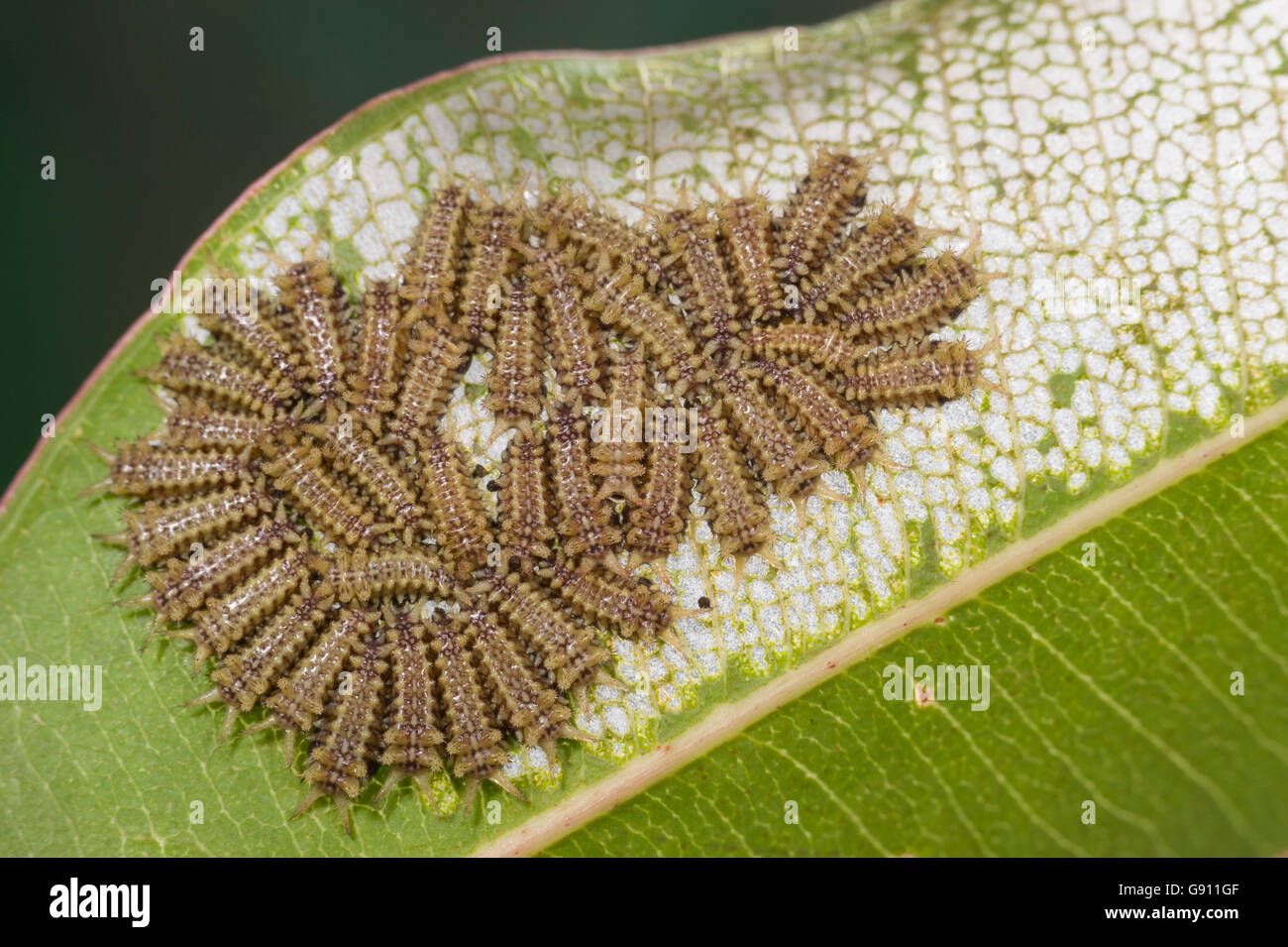 Black slug cup moth caterpillars (Doratifera casta) and leaf damage Stock Photo