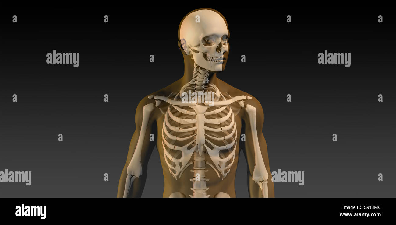 Human Anatomy with Visible Skeleton and Muscles Art Stock Photo - Alamy