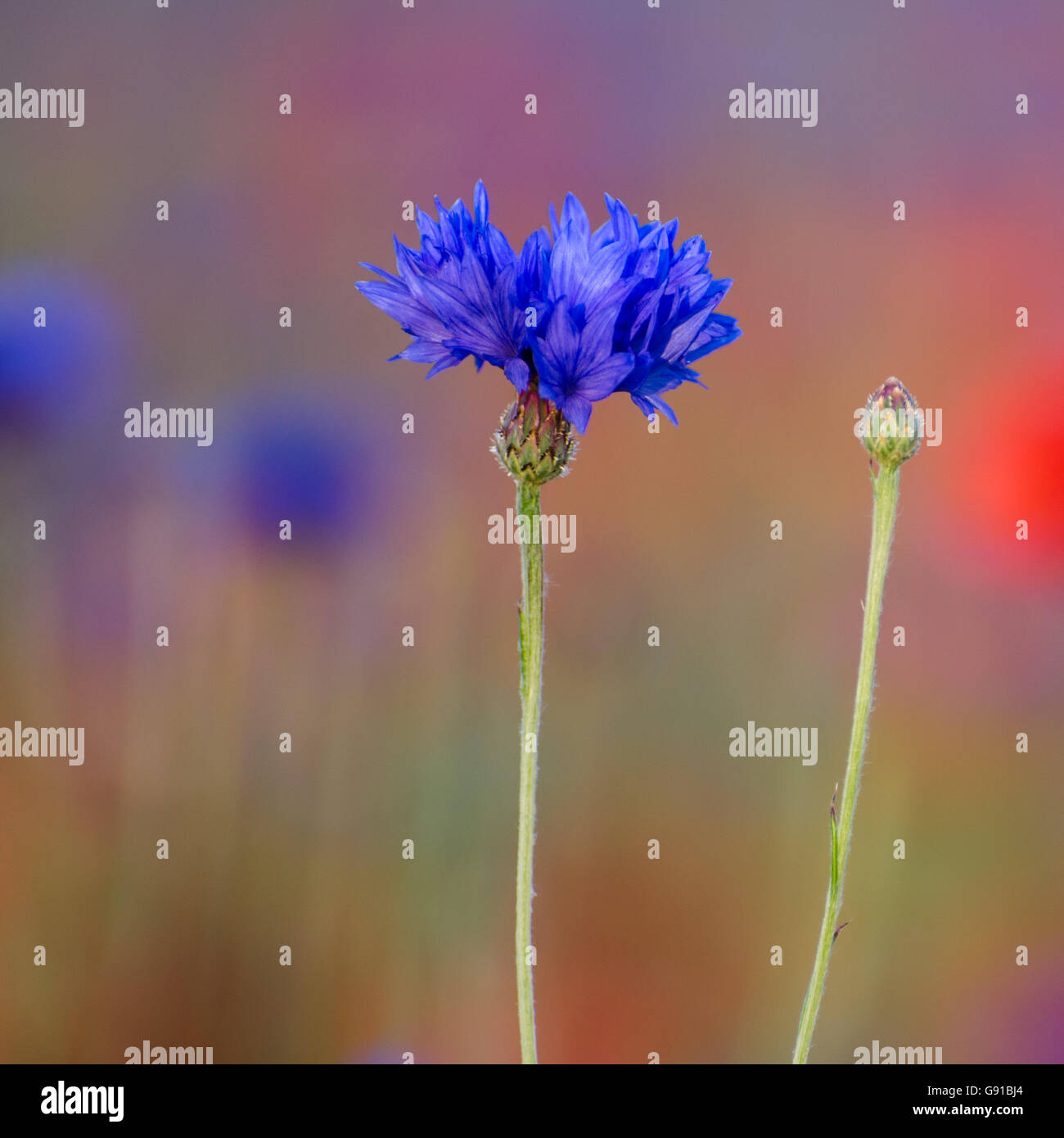 Closeup of a cornflower with a bud at a multicolored and blurred background Stock Photo