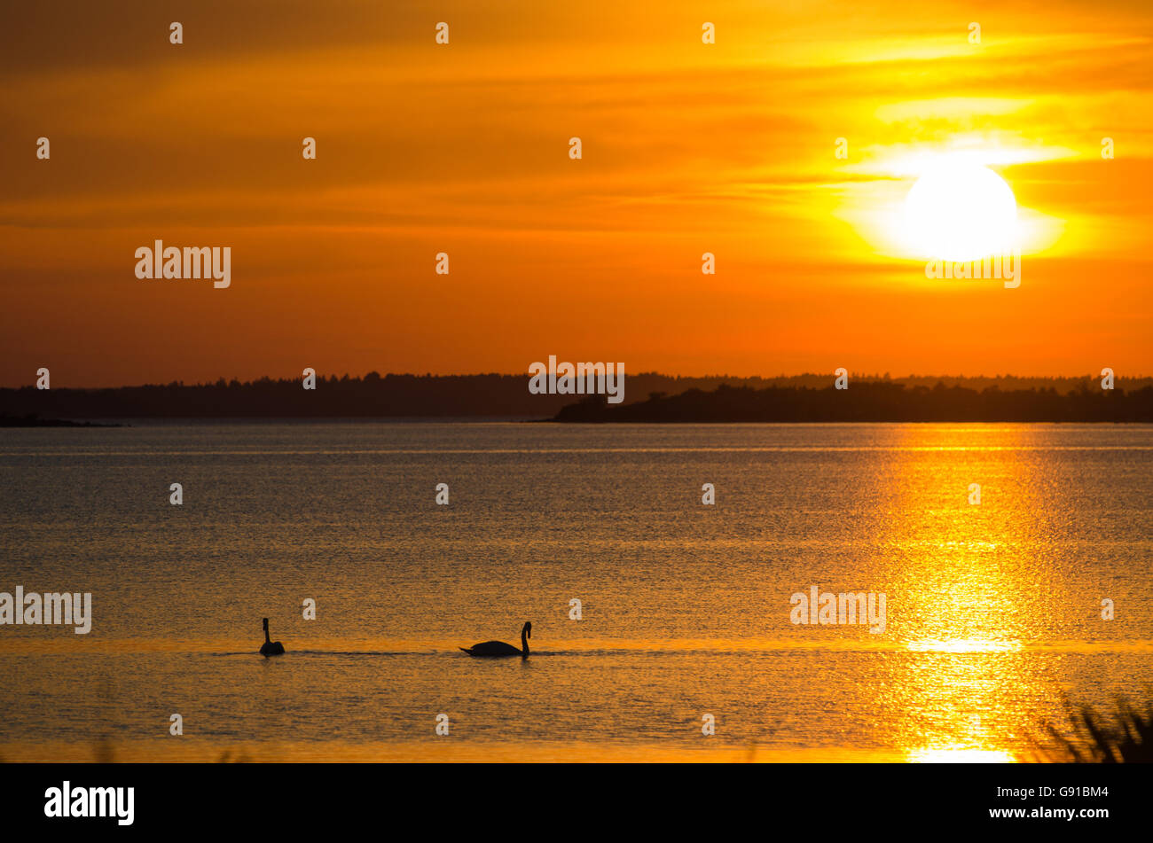 Sunset with swan silhouettes in the sea with golden feflections Stock Photo