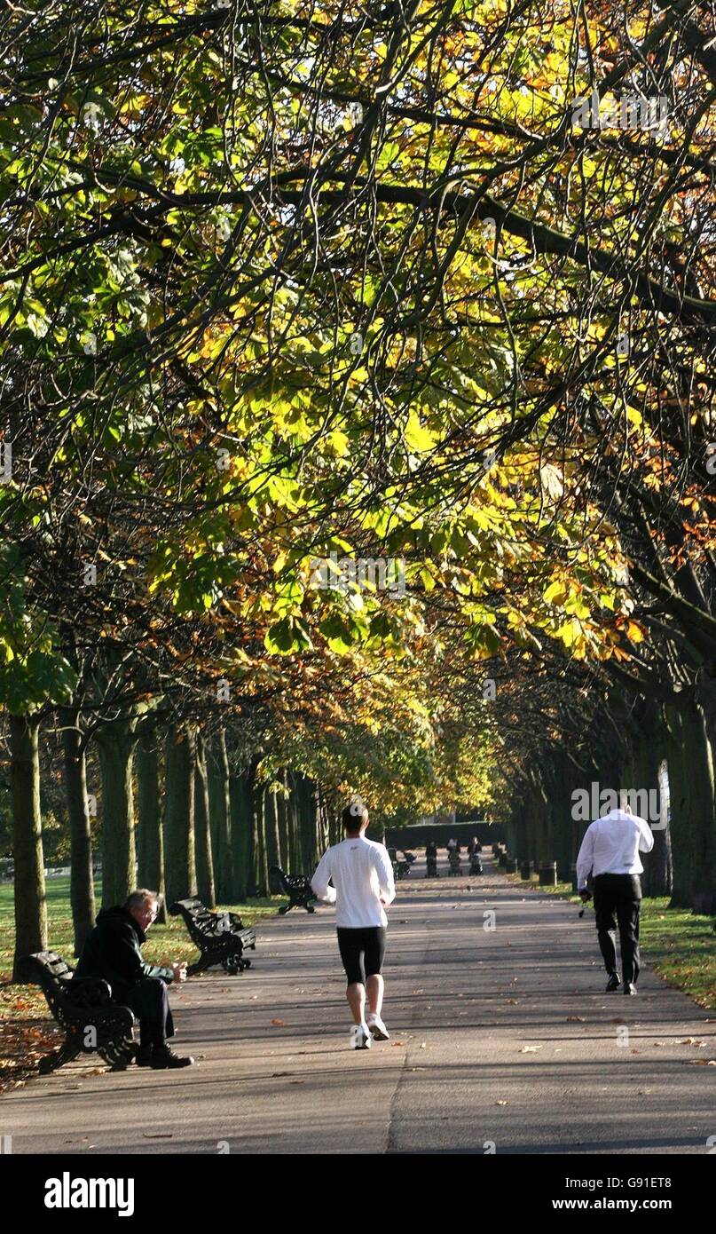 A man jogs through Greenwich park, in south east London as the autumn leaves begin to fall in the seasonal weather. Stock Photo