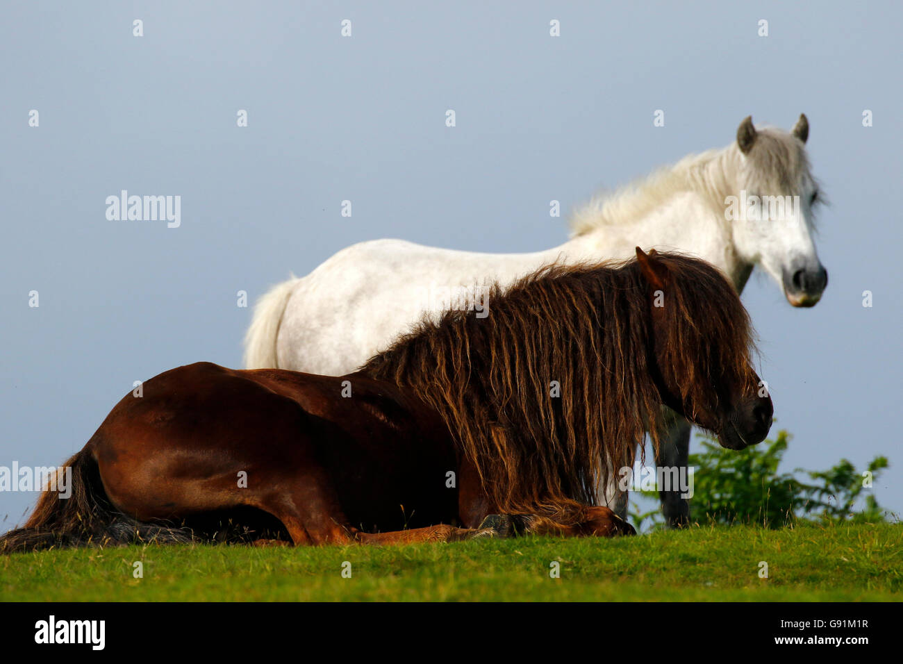 dartmoor ponies foals enjoying the freedom to do as they please