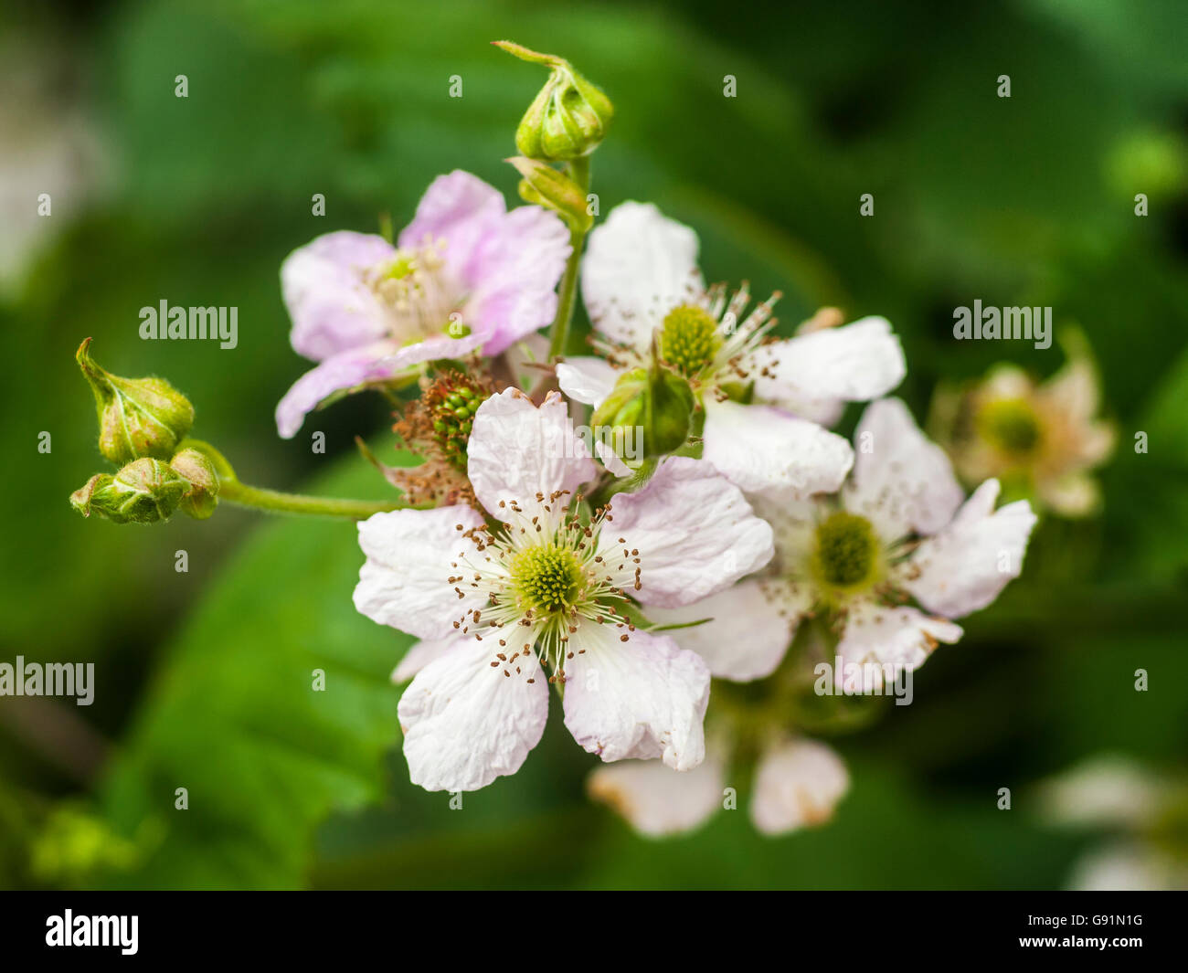 Raspberry flower hires stock photography and images Alamy