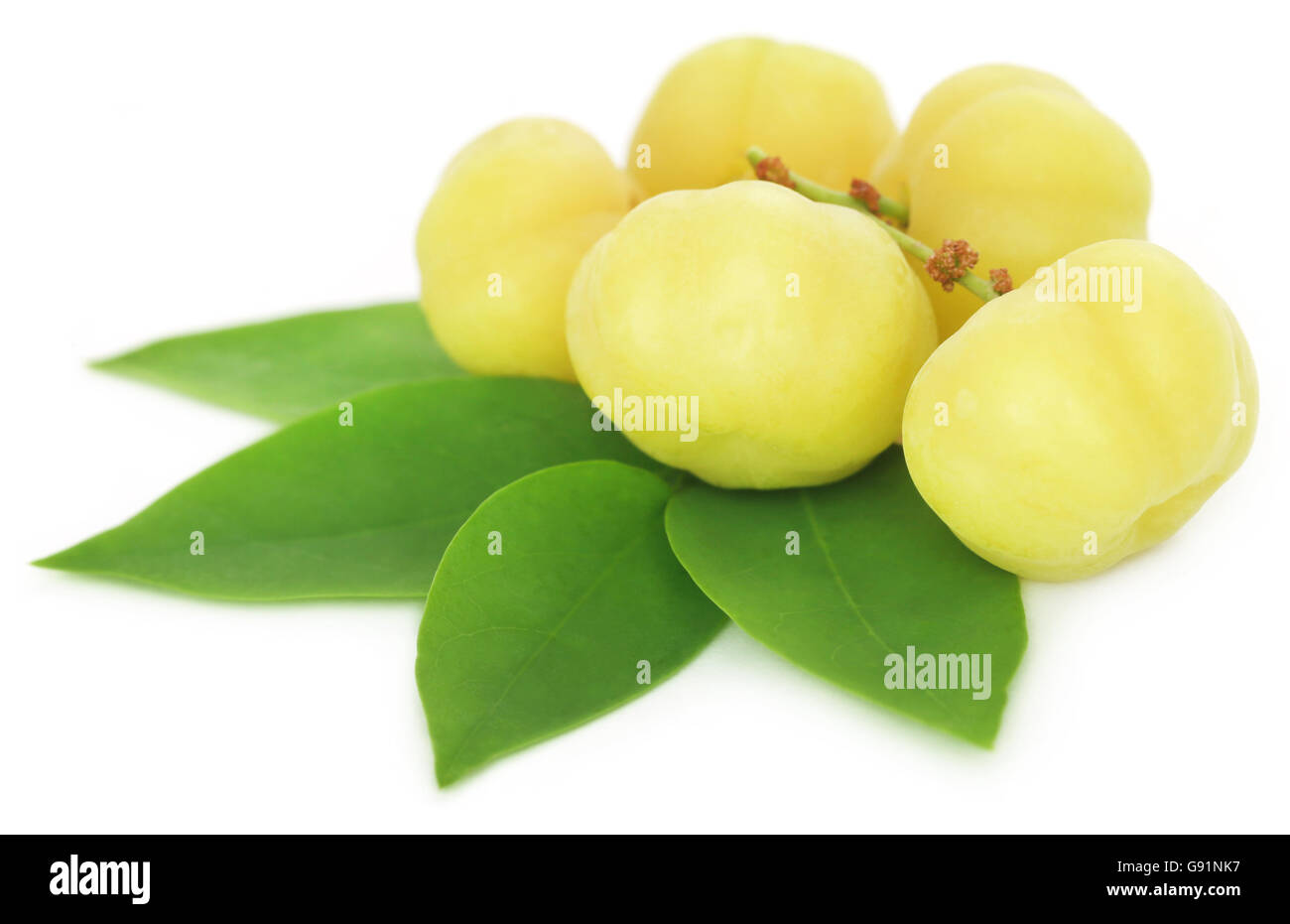 Phyllanthus acidus or Star gooseberry with green leaves Stock Photo
