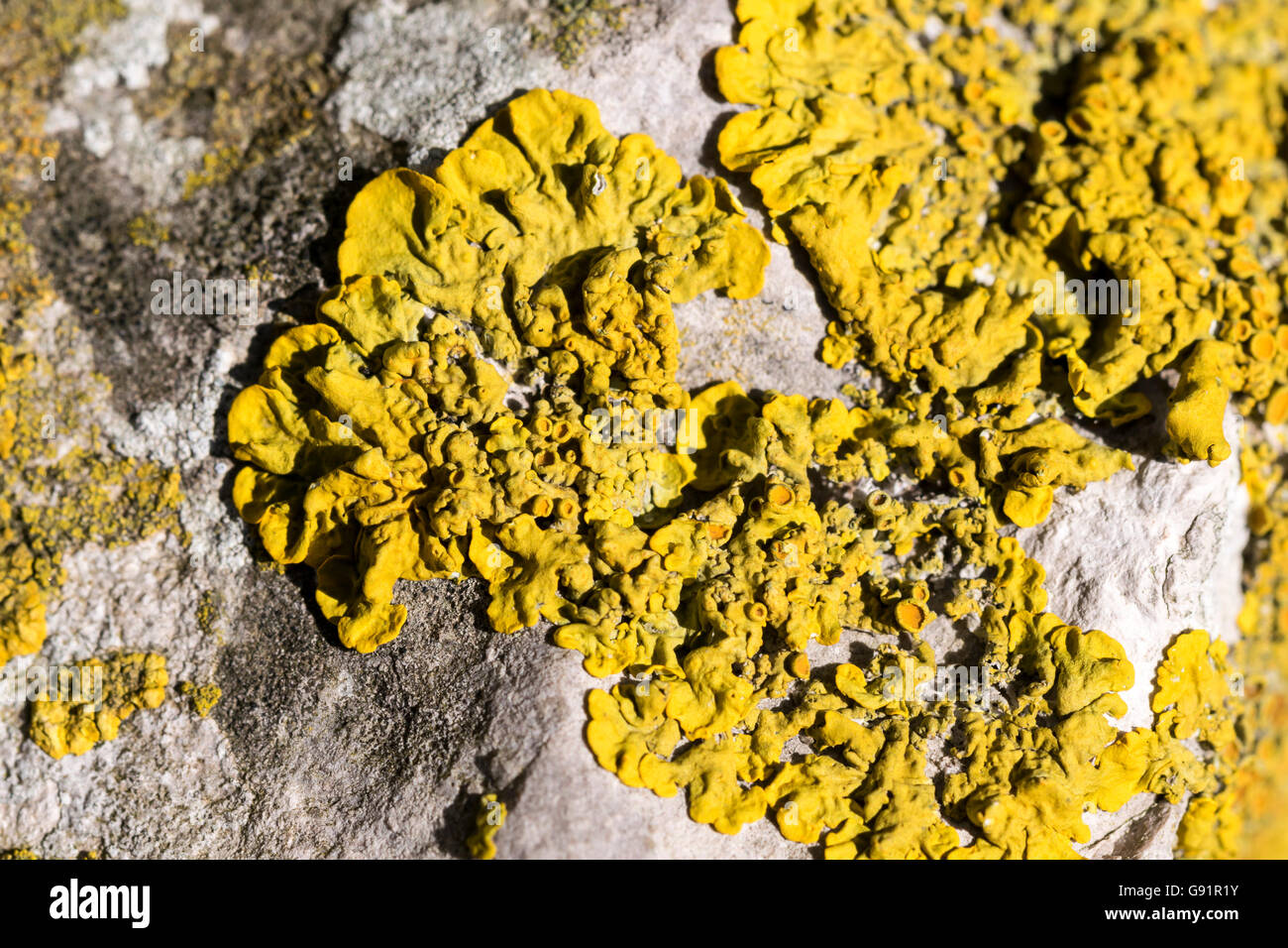 Lichen Caloplaca thallincola Stock Photo