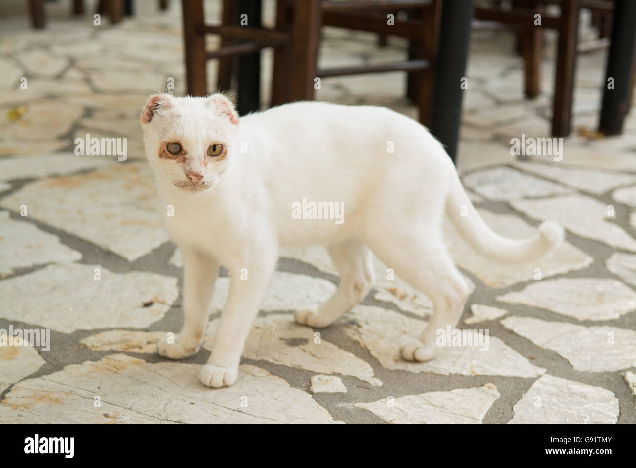 White cat on Ionian Greek island of Paxos with ears removed because of skin cancer - volunteer vets work on the island with the Stock Photo