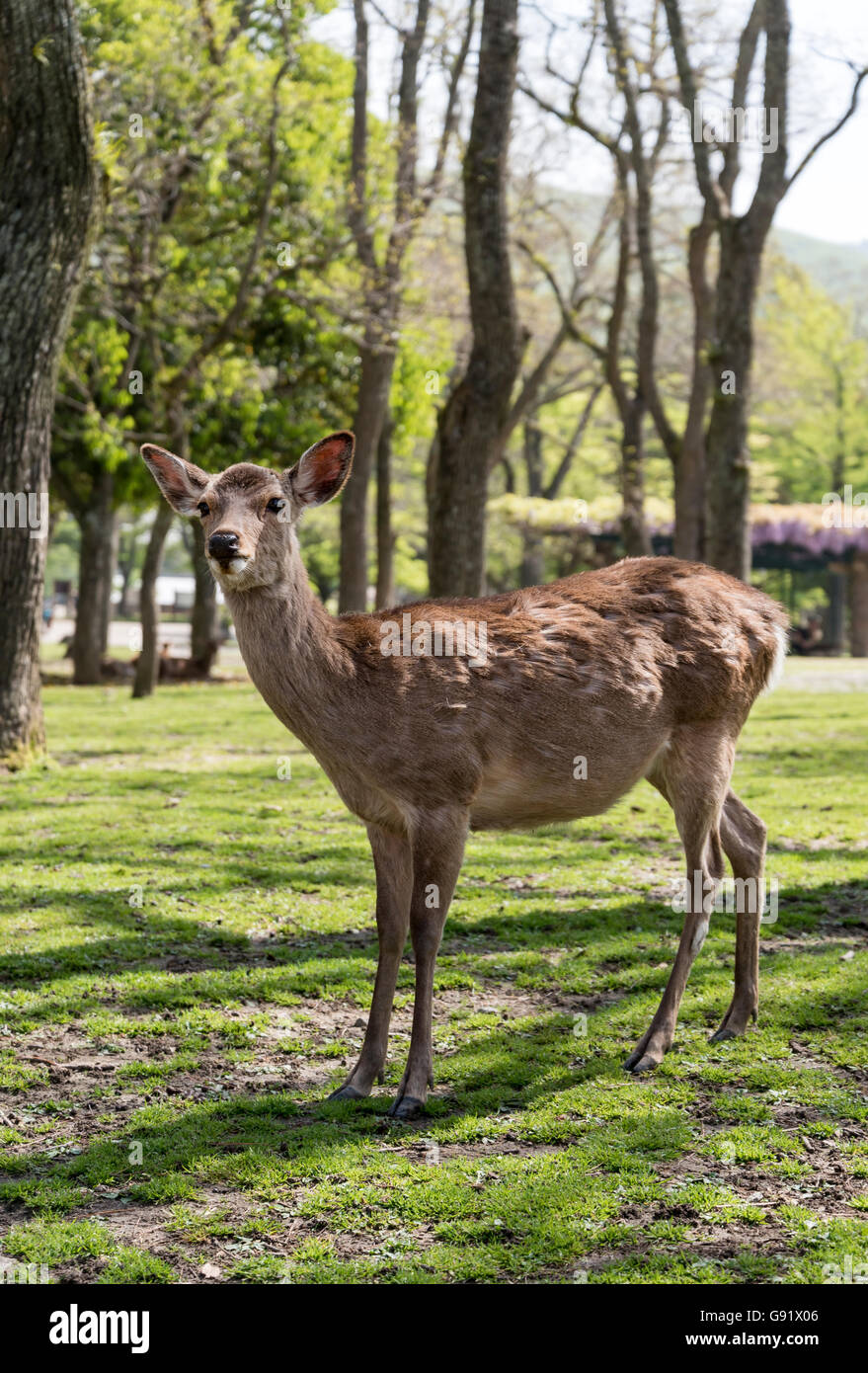 Tame spotted (sika) deer in Nara Park, Japan Stock Photo